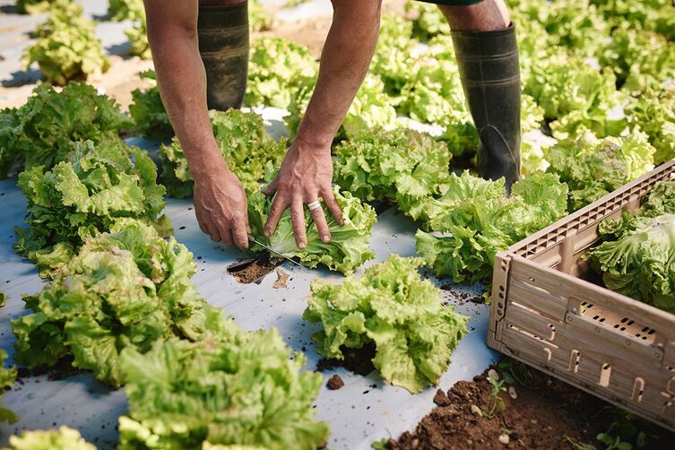 Besonders viel Aufmerksamkeit und Pflege beansprucht die Salatsorte „Grazer Krauthäuptel“.