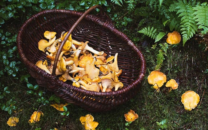 Pfifferling, Eierschwammerln, Korb, Wald, Merkmale