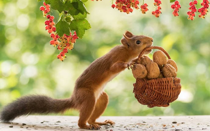 Walnüsse, Eichhörnchen, Korb, Lebensmittel