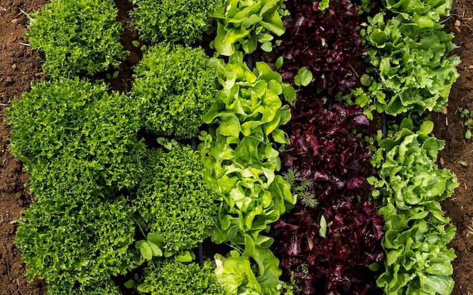 Salatfeld, Salat, grüner Salat, Romanesco, Häuptelsalat, Batavia