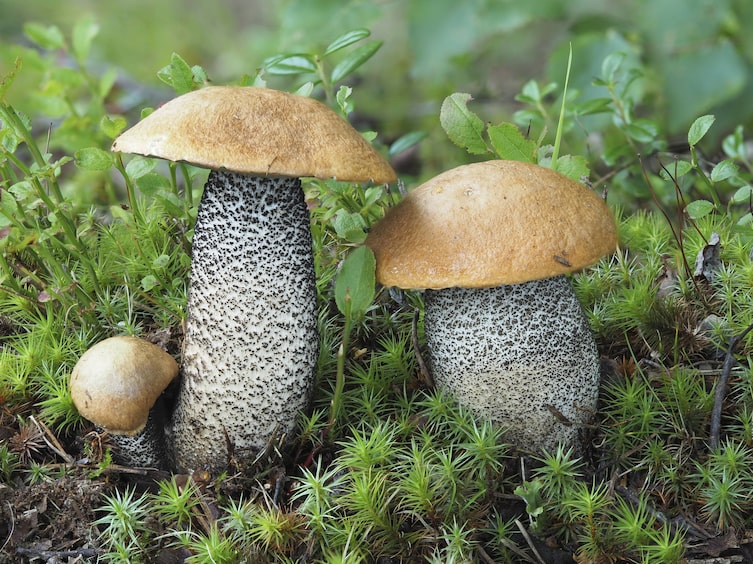 Küchenwissen, Speisepilze, Schwammerl, Birkenrotkappe