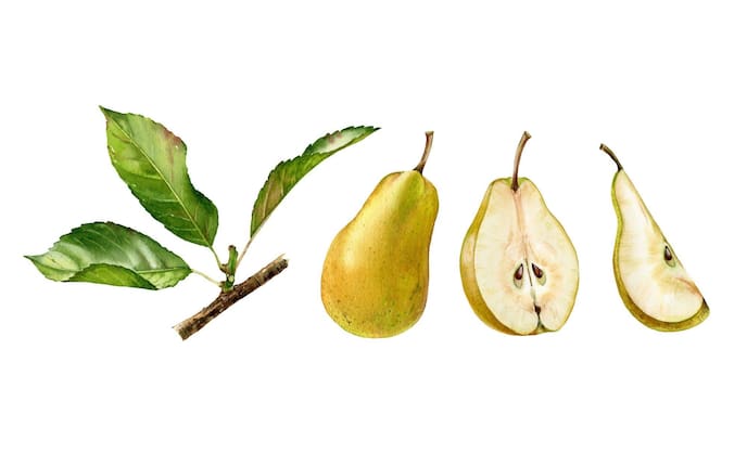 Birne, Lebensmittel-Lexikon