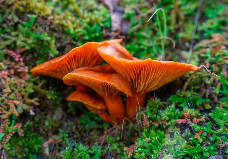 Omphalotus olearius, Ölbaumtrichterling, Doppelgänger Eierschwammerl, Doppelgänger, Pfifferling