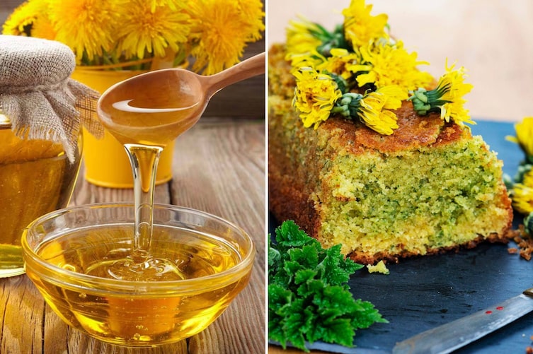 Vom Honig aus der Löwenzahnwurzel bis zum süßen Kuchen mit Löwenzahnblüten, Rezepte mit Löwenzahn