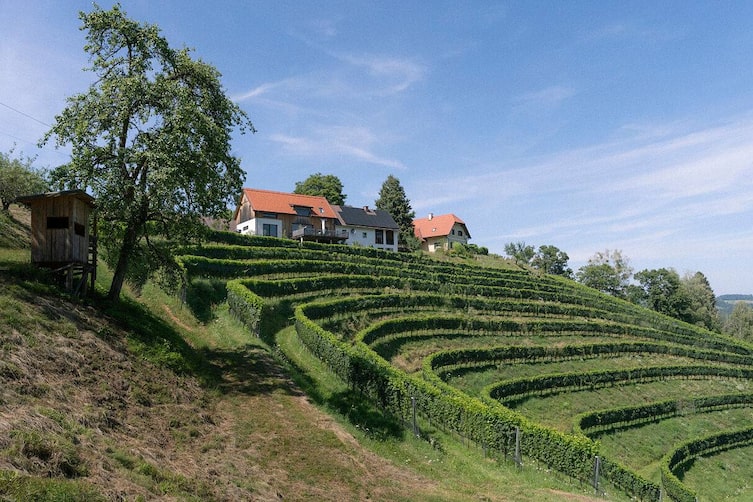 Weingut Sternat, Buschenschank