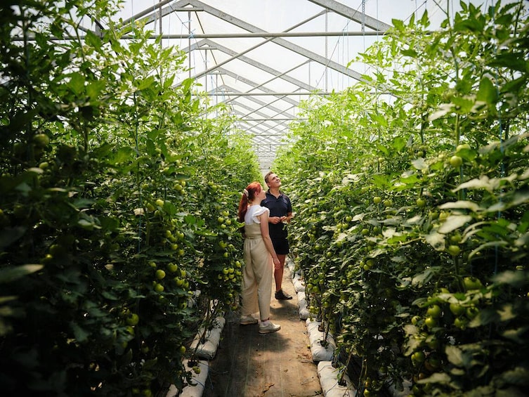 Tiroler Gemüsekiste, Gewächshaus