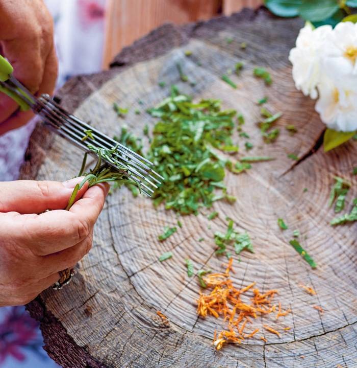 Kräuter schneiden (Foto: Stefan Grauf-Sixt)