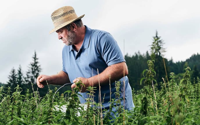 Rudolf Seebacher überlässt bei seinen Brennnesseln nichts dem ZUfall (Foto: Raphael Gabauer)