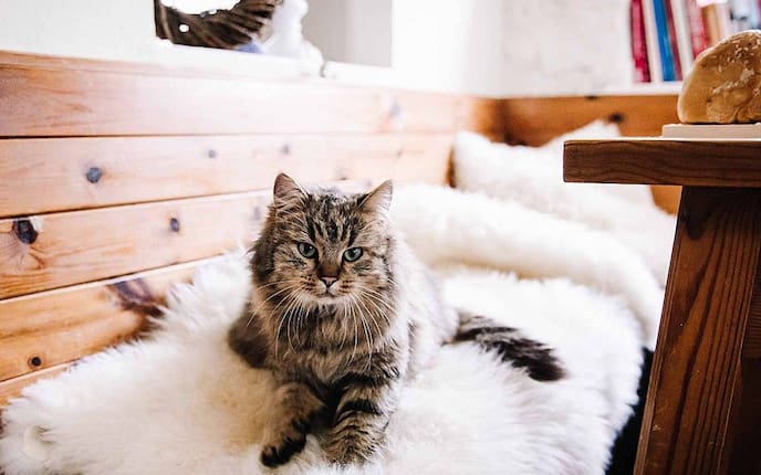 Schaffell, Katze, Bank, Tisch, Wohnen