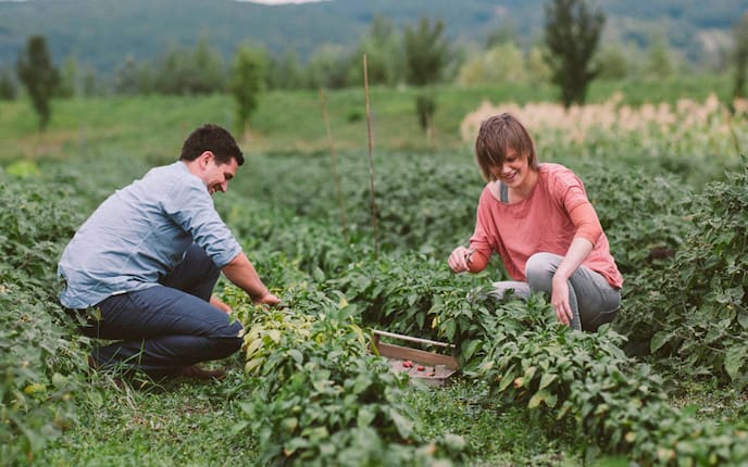 Biobauer, Rohrauer, Pflanzen, Grün, Feld, Georg Rohrauer, Annemarie Rohrauer