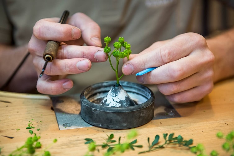Weinrautenschmuck aus der Steiermark (Bild: Lucas Pripfl)