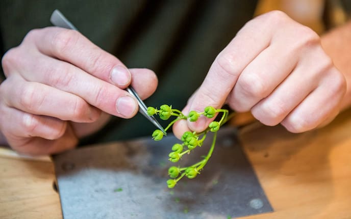 Weinrautenschmuck aus der Steiermark (Bild: Lucas Pripfl)
