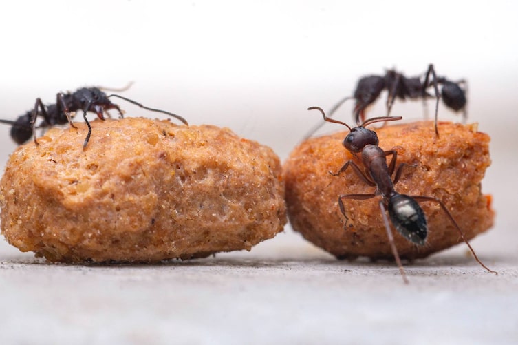 Hausmittel gegen Ameisen: Zitronen