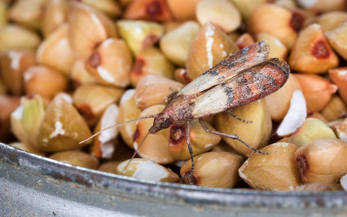 Hausmittel gegen Lebensmittelmotten