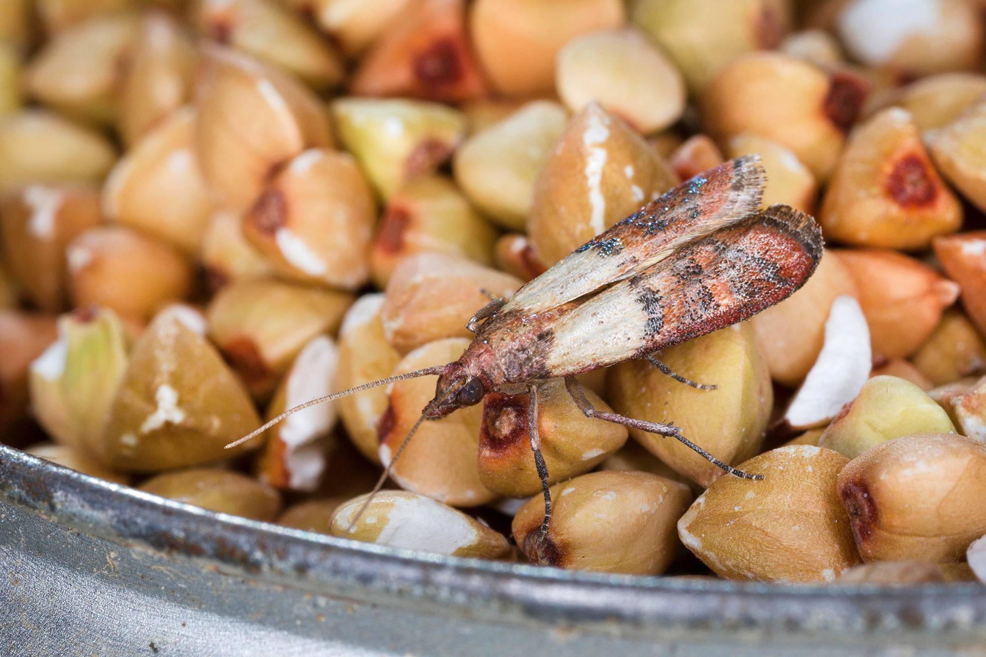 Was Tun Bei Lebensmittelmotten Rezeptwelt