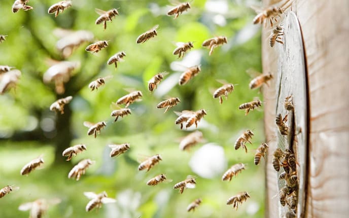 Bienenschwarm, Bienen, Bienenstich
