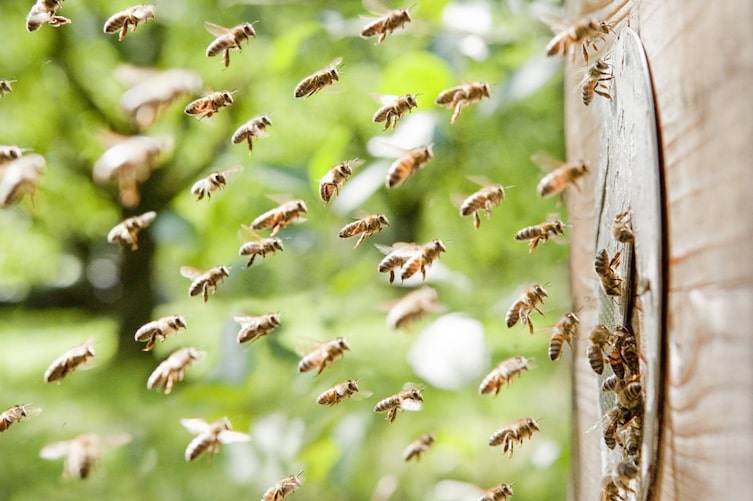 Bienenschwarm, Bienen, Bienenstich