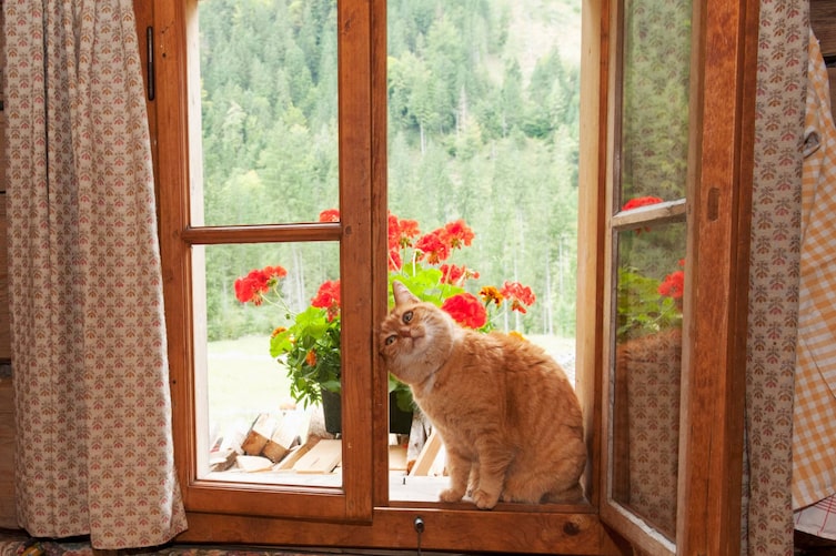 Katze am Fensterbrett (Foto: Angelika Jakob)