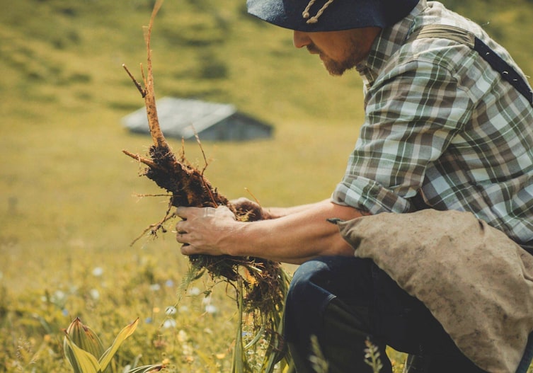 Max Irlinger pannonischer Enzian