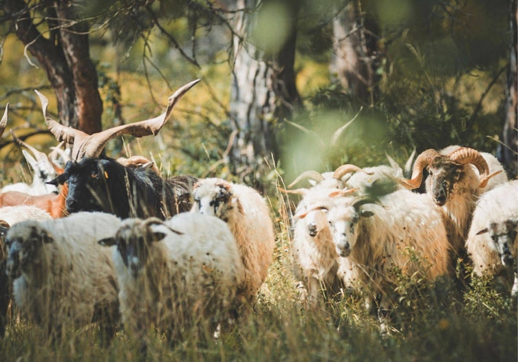 Die Schaf- und Ziegenherde von Hirte Stefan McAllister-Knöpfer, Servus