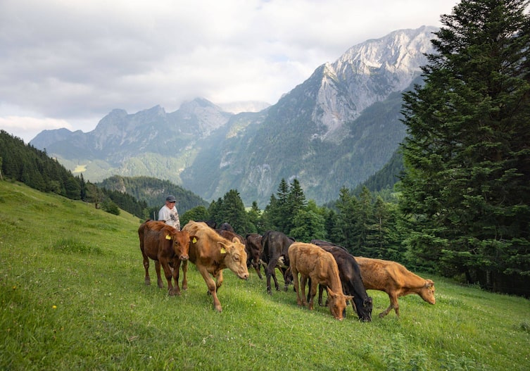 Peter Perntahler Junior treibt die Kühe auf die Alm, Lammertal, Servus