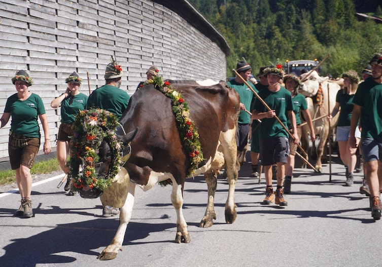 Alpenabtrieb mit den geschmückten Kühen.