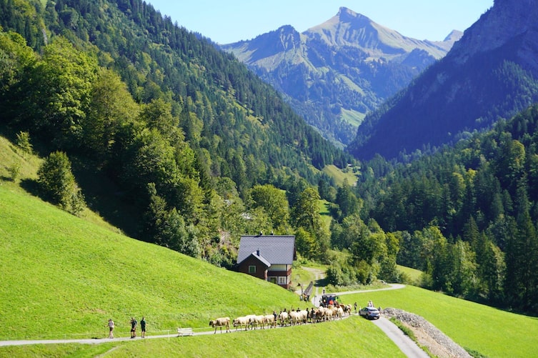 Die Kühe der Hutla-Alpe werden ins Tal getrieben.
