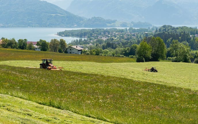 Bunte Wiesen im Sommer, natürliches Heu im Winter stehen auf dem Speiseplan von Heumilchkühen