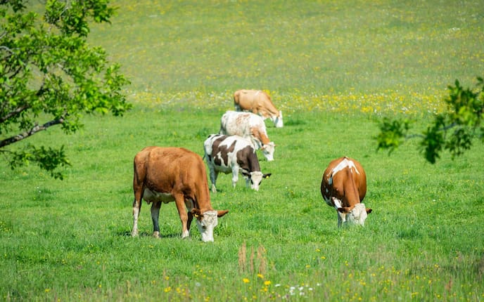 Perlenkühe weiden auf einer blühenden Wiese