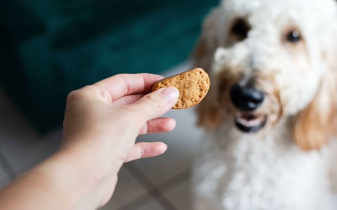 Hund Doodle bekommt ein Keks, Servus