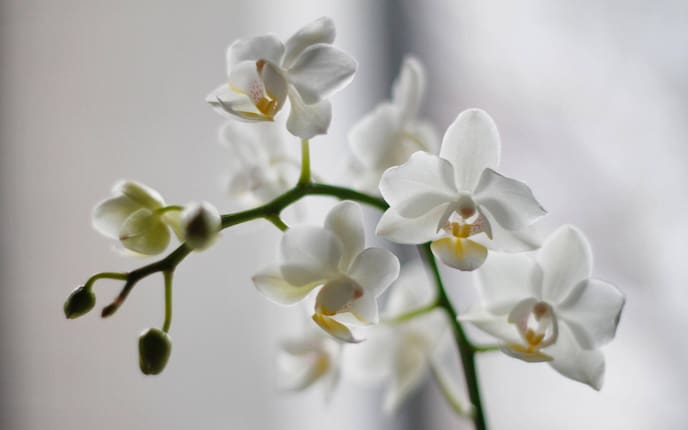 Orchidee, Zimmerpflanzen, weiße Orchidee, Servus