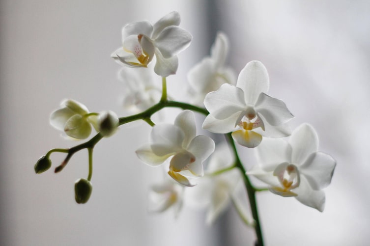 Orchidee, Zimmerpflanzen, weiße Orchidee, Servus