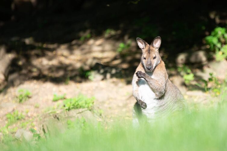 Tierwelt Herberstein Känguru