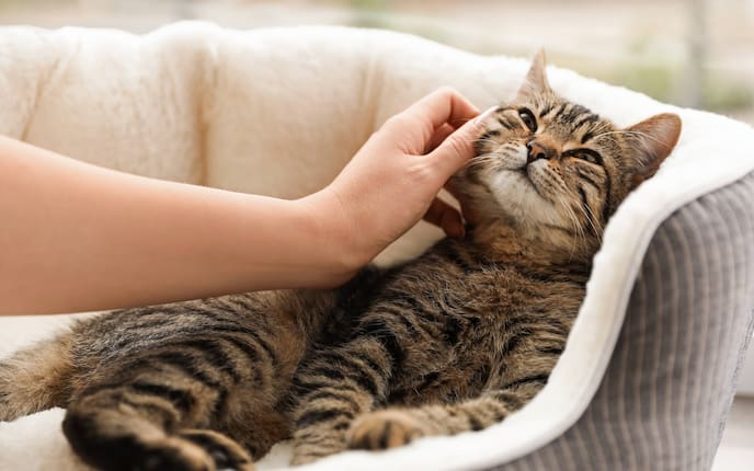 Entspannte Katze wird gestreichelt und schnurrt