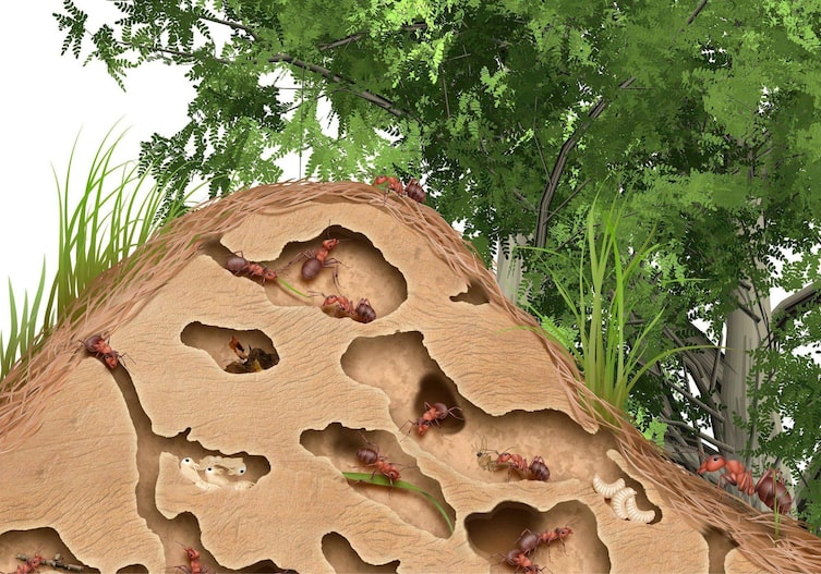 Ameisenhügel von Innen, Servus