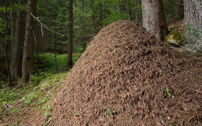 Ameisenhügel im Wald, Servus
