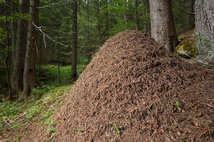 Ameisenhügel im Wald, Servus