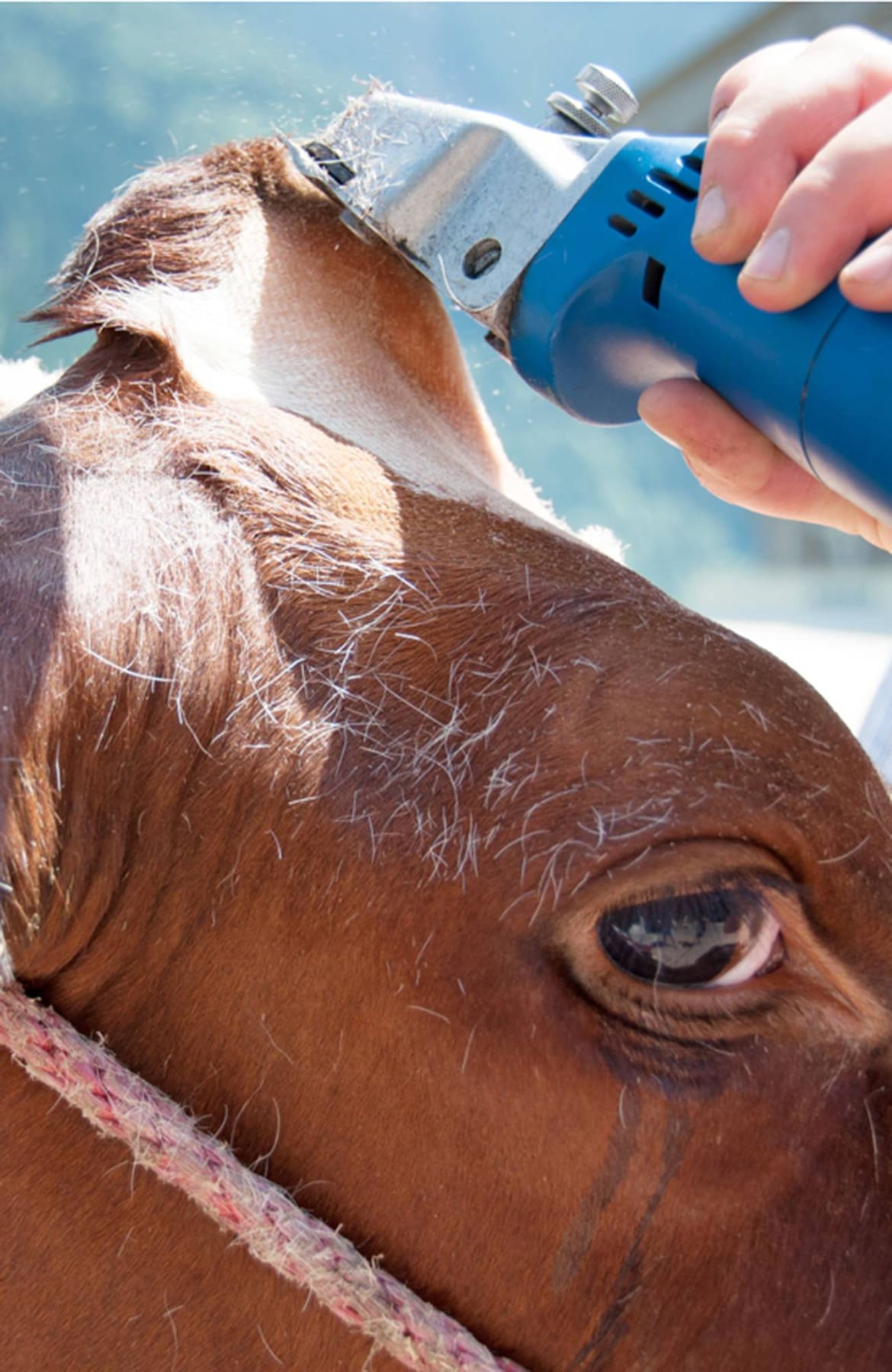 Kuh, Haare schneiden