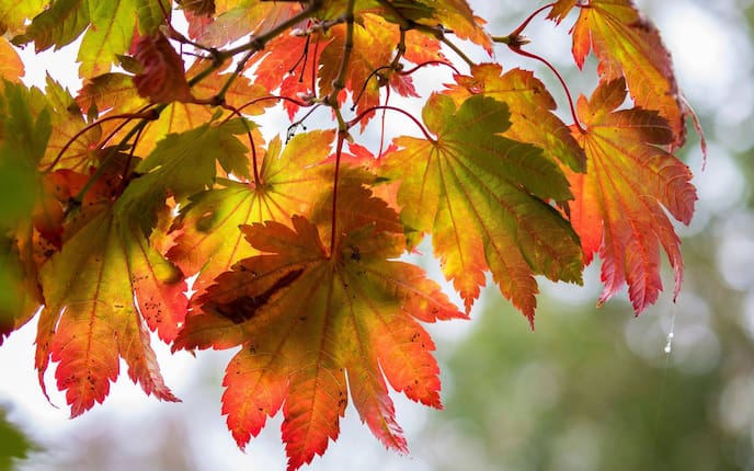 Blätter, Herbst, bunt, rot, grün, braun