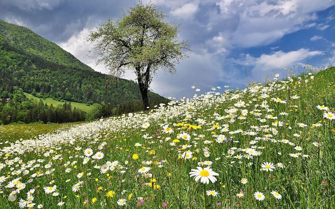 Kinder, Frühlingsblumen, essbare Blumen, Frühling, Essen