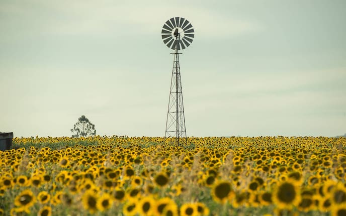 Windrad, Sonnenblumenfeld