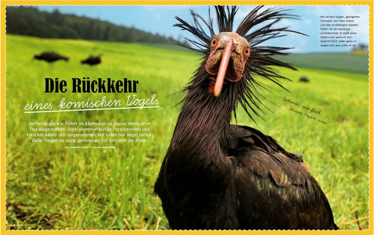 Waldrapp mit Nackenfedern