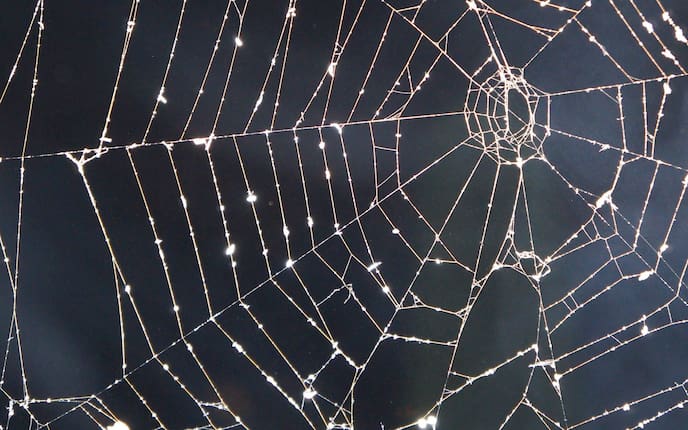 Kinder, Spinnen, Herbst, Spinnennetz