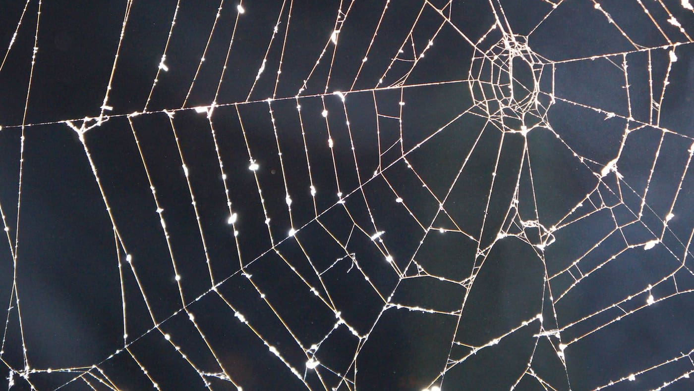 Kinder, Spinnen, Herbst, Spinnennetz