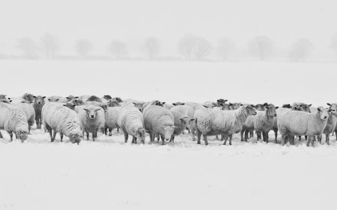 weiß, Winter, Hermelin, Alpenschneehuhn, Schneehase