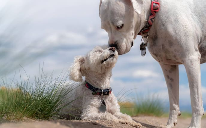 Haustiere, Hunde, Freunde, Tiere