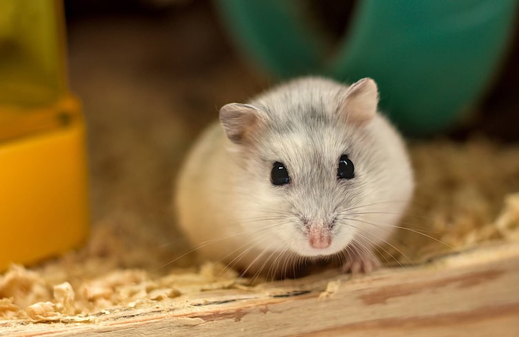 Hamster, Haustiere, Stall, Nagetiere