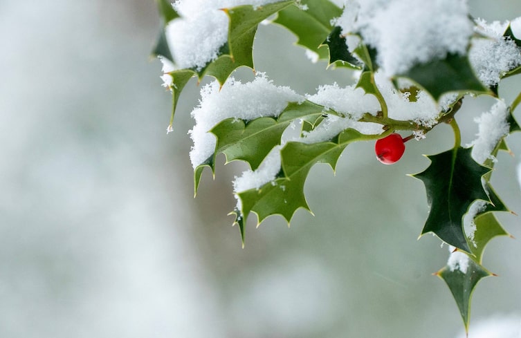 Kinder, Winter, Pflanzen, Überwintern, Pelzmantel, Haare, Stechpalme