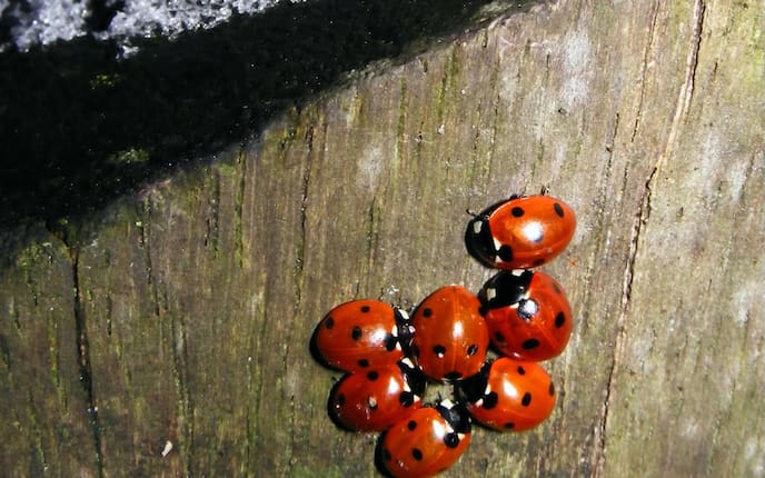 Marienkäfer, Winter, Schnee