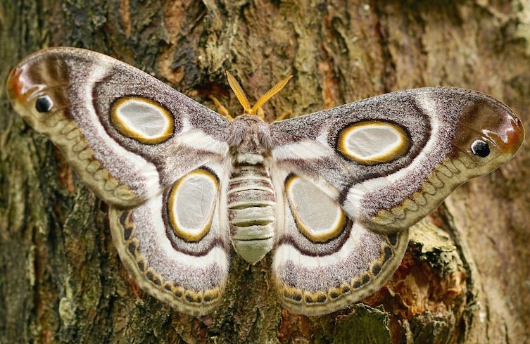 Nachtfalter, Flügel, Baum, Natur, Insekt
